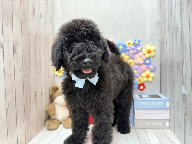 岡山県のスタンダードプードル (ワンキャラット アミーゴ高屋店/2025年12月22日生まれ/男の子/ブラック)の子犬の1枚目の画像