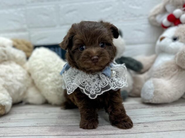 岡山県のハーフ犬・ミックス犬 (ワンキャラット アミーゴ岡南店/2025年12月23日生まれ/男の子/08 チョコレート系)の子犬の2枚目の画像