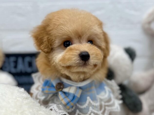 岡山県のトイプードル(トイ) (ワンキャラット アミーゴ岡南店/2025年12月24日生まれ/男の子/ペールフォーン)の子犬の2枚目の画像