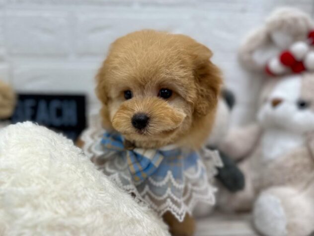 岡山県のトイプードル(トイ) (ワンキャラット アミーゴ岡南店/2025年12月24日生まれ/男の子/ペールフォーン)の子犬の3枚目の画像