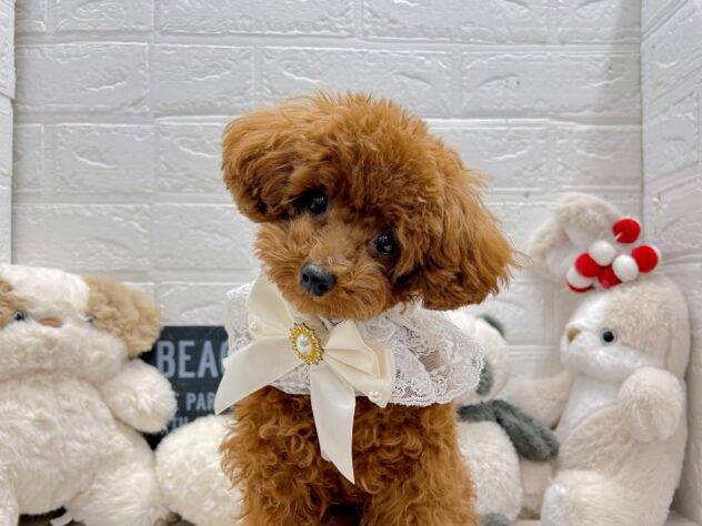 岡山県のトイプードル(トイ) (ワンキャラット アミーゴ岡南店/2025年5月7日生まれ/男の子/レッドフォーン)の子犬の2枚目の画像