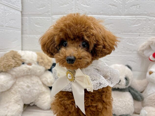 岡山県のトイプードル(トイ) (ワンキャラット アミーゴ岡南店/2025年5月7日生まれ/男の子/レッドフォーン)の子犬の3枚目の画像