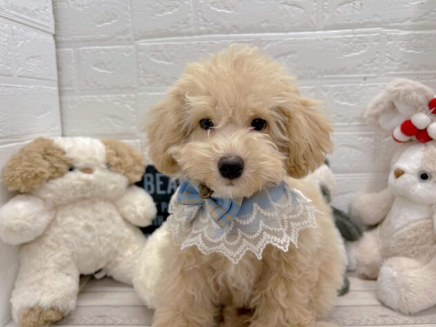 岡山県のハーフ犬・ミックス犬 (ワンキャラット アミーゴ岡南店/2025年11月23日生まれ/男の子/クリーム)の子犬の2枚目の画像