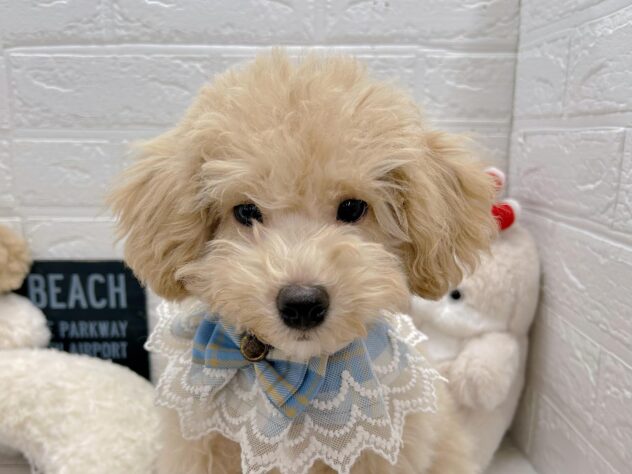 岡山県のハーフ犬・ミックス犬 (ワンキャラット アミーゴ岡南店/2025年11月23日生まれ/男の子/クリーム)の子犬の1枚目の画像