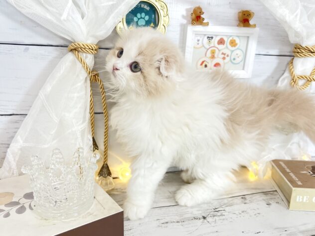 香川県のスコティッシュフォールド (ワンキャラット アミーゴ屋島店/2025年12月13日生まれ/男の子/クリームホワイト)の子猫の3枚目の画像