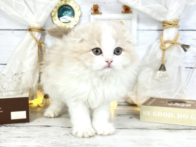 香川県のスコティッシュフォールド (ワンキャラット アミーゴ屋島店/2025年12月13日生まれ/男の子/クリームホワイト)の子猫の2枚目の画像