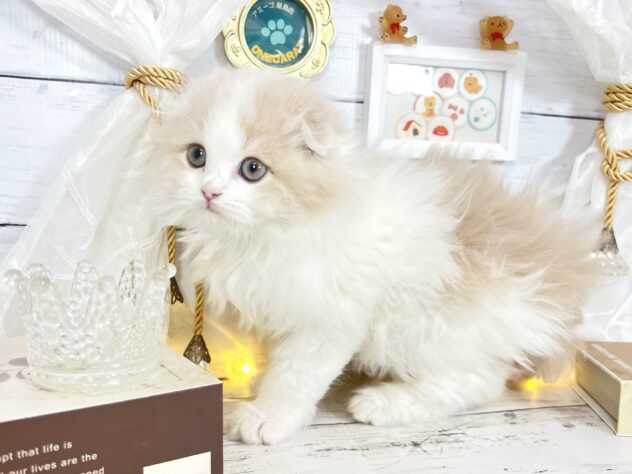 香川県のスコティッシュフォールド (ワンキャラット アミーゴ屋島店/2025年12月13日生まれ/男の子/クリームホワイト)の子猫の1枚目の画像