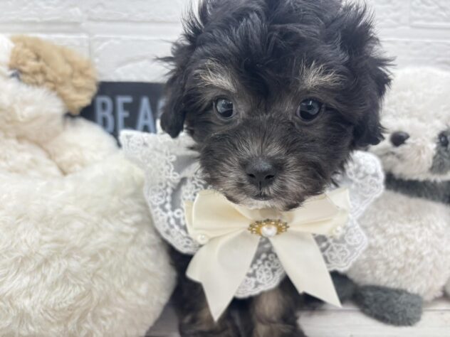 岡山県のハーフ犬・ミックス犬 (ワンキャラット アミーゴ岡南店/2025年12月28日生まれ/女の子/ブラックタン)の子犬の1枚目の画像