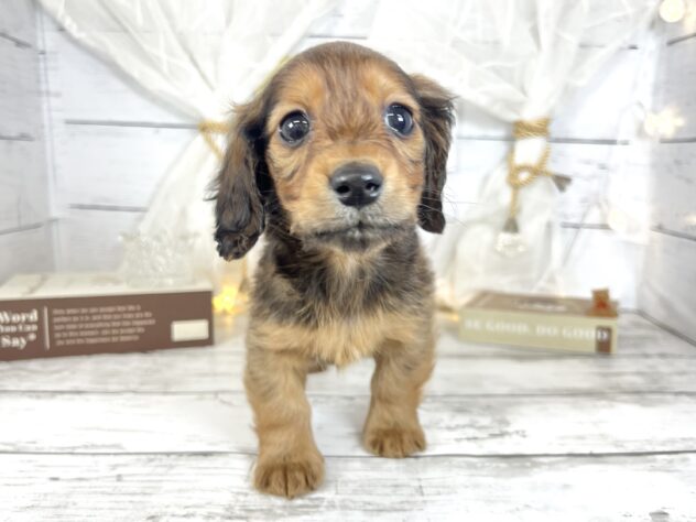 香川県のミニチュアダックスフンド(ロング) (ワンキャラット アミーゴ屋島店/2025年12月18日生まれ/女の子/レッド)の子犬の1枚目の画像