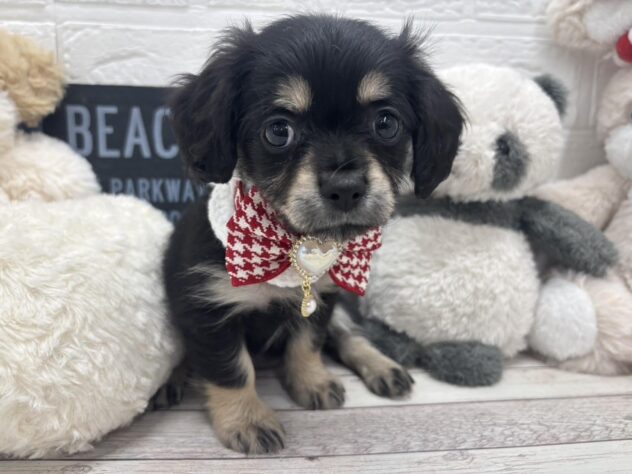 岡山県のハーフ犬・ミックス犬 (ワンキャラット アミーゴ岡南店/2025年12月28日生まれ/女の子/ブラックタン)の子犬の1枚目の画像