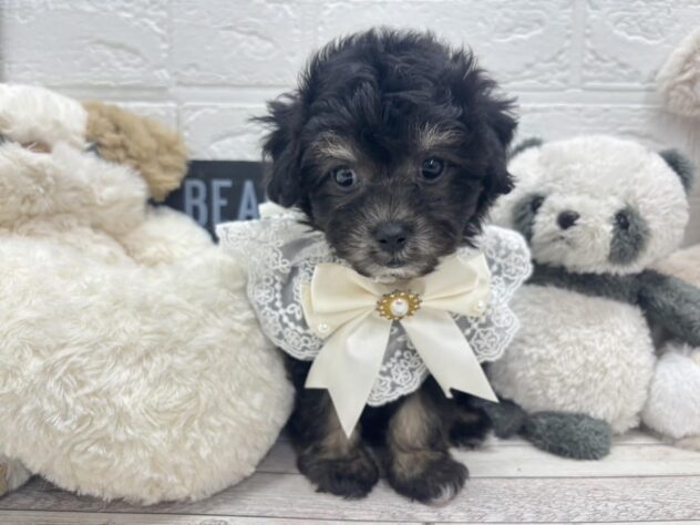 岡山県のハーフ犬・ミックス犬 (ワンキャラット アミーゴ岡南店/2025年12月28日生まれ/女の子/ブラックタン)の子犬の2枚目の画像