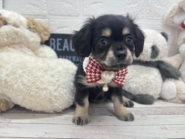 岡山県のハーフ犬・ミックス犬 (ワンキャラット アミーゴ岡南店/2025年12月28日生まれ/女の子/ブラックタン)の子犬の2枚目の画像