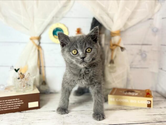 香川県のブリティッシュショートヘアー (ワンキャラット アミーゴ屋島店/2025年12月4日生まれ/男の子/ブルー)の子猫の1枚目の画像