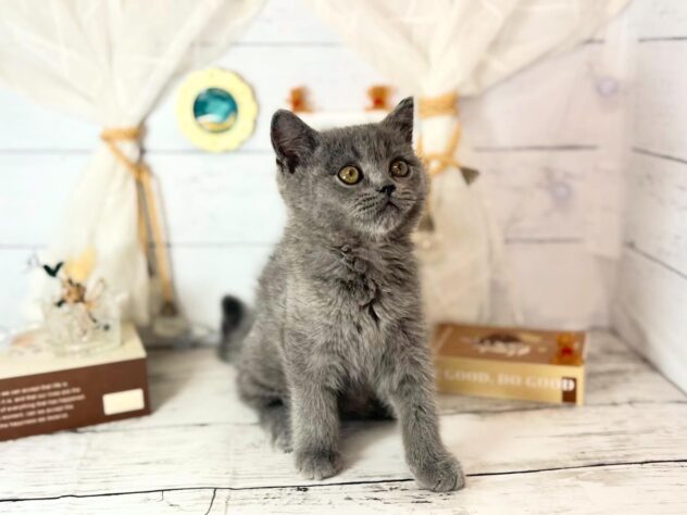 香川県のブリティッシュショートヘアー (ワンキャラット アミーゴ屋島店/2025年12月4日生まれ/男の子/ブルー)の子猫の3枚目の画像