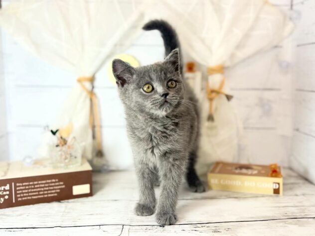 香川県のブリティッシュショートヘアー (ワンキャラット アミーゴ屋島店/2025年12月4日生まれ/男の子/ブルー)の子猫の4枚目の画像