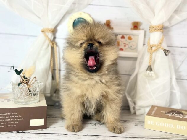 香川県のポメラニアン (ワンキャラット アミーゴ屋島店/2025年12月13日生まれ/男の子/オレンジセーブル)の子犬の4枚目の画像