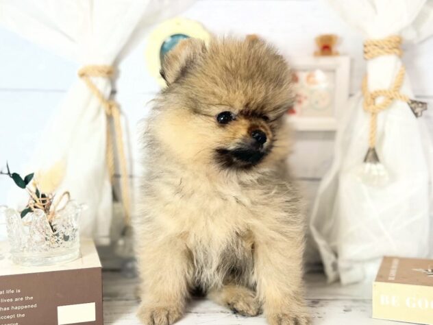 香川県のポメラニアン (ワンキャラット アミーゴ屋島店/2025年12月13日生まれ/男の子/オレンジセーブル)の子犬の2枚目の画像