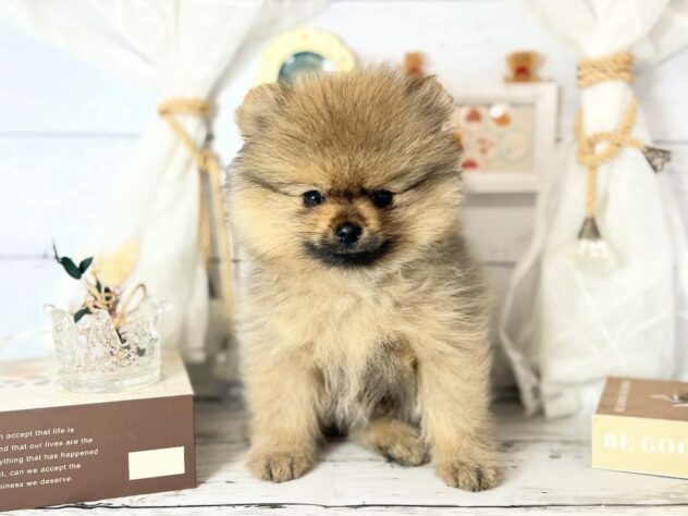 香川県のポメラニアン (ワンキャラット アミーゴ屋島店/2025年12月13日生まれ/男の子/オレンジセーブル)の子犬の3枚目の画像