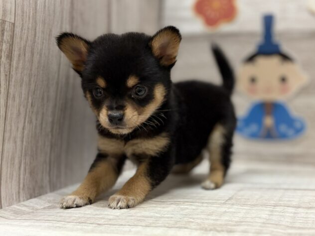 岩手県のハーフ犬・ミックス犬 (アミーゴ一関店/2025年12月22日生まれ/男の子/黒)の子犬