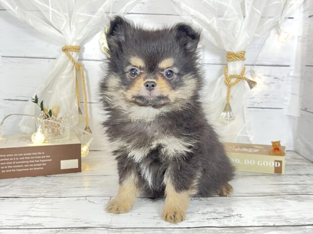 香川県のハーフ犬・ミックス犬 (ワンキャラット アミーゴ屋島店/2025年12月23日生まれ/男の子/ブラックタン)の子犬の1枚目の画像