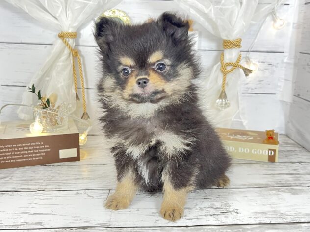 香川県のハーフ犬・ミックス犬 (ワンキャラット アミーゴ屋島店/2025年12月23日生まれ/男の子/ブラックタン)の子犬の2枚目の画像