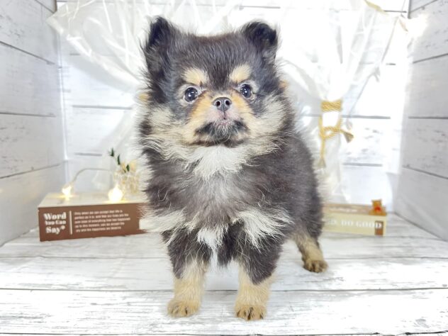 香川県のハーフ犬・ミックス犬 (ワンキャラット アミーゴ屋島店/2025年12月23日生まれ/男の子/ブラックタン)の子犬の3枚目の画像