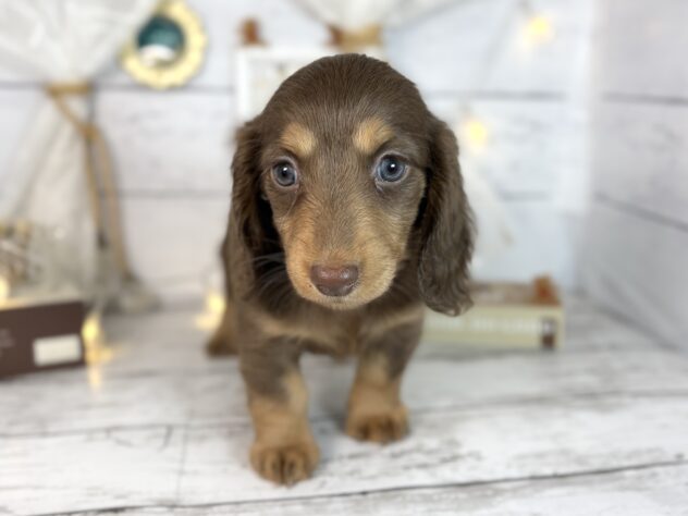 2026年1月3日生まれのミニチュアダックスフンド(ロング)