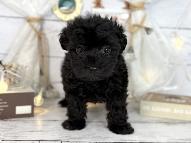 2025年12月26日生まれのチワプー/プーチー(チワワ×プードル)