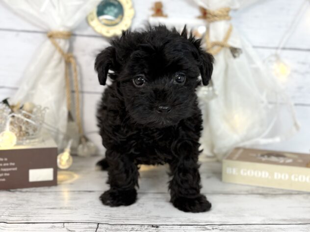 香川県のチワプー/プーチー(チワワ×プードル) (ワンキャラット アミーゴ屋島店/2025年12月26日生まれ/女の子/ブラック)の子犬の2枚目の画像