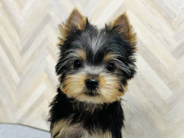 岡山県のヨークシャーテリア (アミーゴ水島店/2025年12月6日生まれ/男の子/スチールブルータン)の子犬