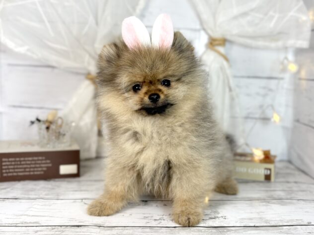 香川県のポメラニアン (ワンキャラット アミーゴ屋島店/2025年12月13日生まれ/男の子/オレンジセーブル)の子犬の2枚目の画像