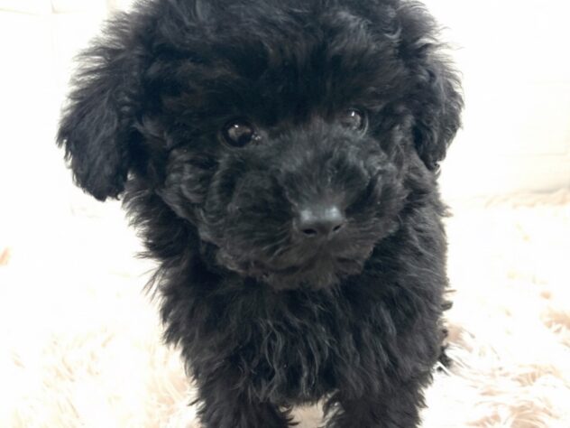 岡山県のトイプードル(トイ) (アミーゴ津山店/2025年12月4日生まれ/男の子/ブラック)の子犬