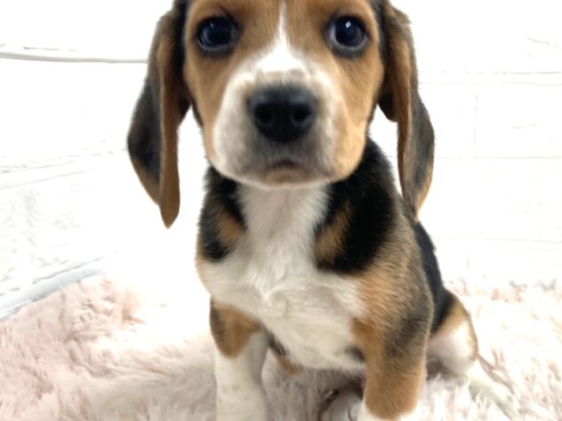 岡山県のビーグル (アミーゴ津山店/2025年11月27日生まれ/男の子/ブラックタンホワイト)の子犬