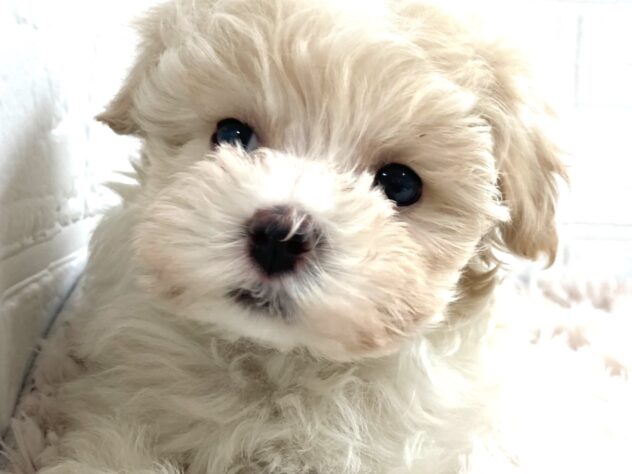 岡山県のハーフ犬・ミックス犬 (アミーゴ津山店/2025年12月5日生まれ/女の子/クリーム)の子犬