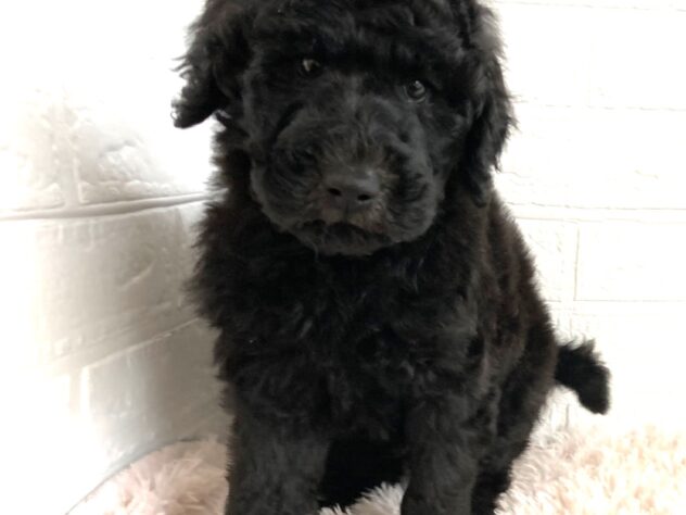 岡山県のスタンダードプードル (アミーゴ津山店/2025年12月15日生まれ/男の子/グレー)の子犬