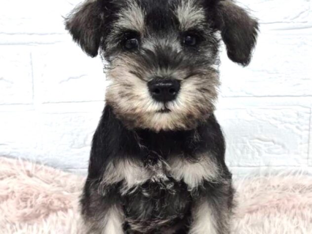 2025年12月12日生まれのミニチュアシュナウザー