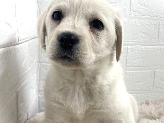 2025年12月22日生まれのラブラドールレトリーバー