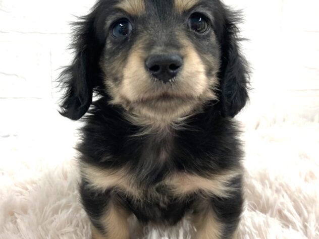 岡山県のミニチュアダックスフンド(ロング) (アミーゴ津山店/2025年12月22日生まれ/女の子/ブラックイエロー)の子犬