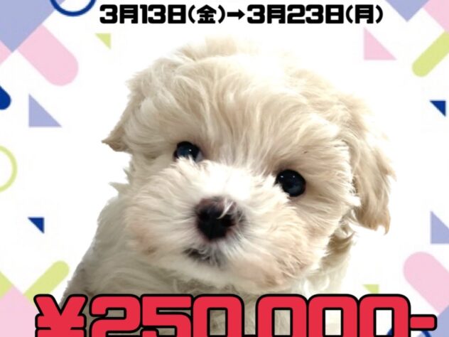 岡山県のハーフ犬・ミックス犬 (アミーゴ津山店/2025年12月5日生まれ/女の子/クリーム)の子犬