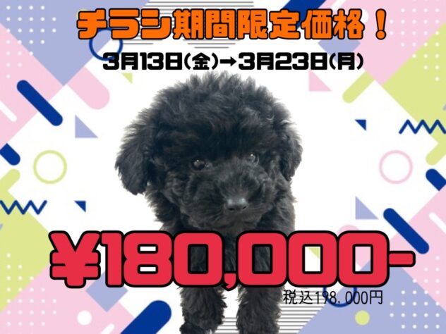 岡山県のトイプードル(トイ) (アミーゴ津山店/2025年12月4日生まれ/男の子/ブラック)の子犬
