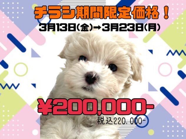 岡山県のハーフ犬・ミックス犬 (アミーゴ津山店/2025年12月5日生まれ/女の子/クリーム)の子犬