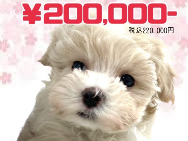 岡山県のハーフ犬・ミックス犬 (アミーゴ津山店/2025年12月5日生まれ/女の子/クリーム)の子犬
