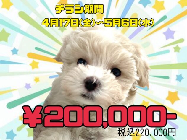 岡山県のハーフ犬・ミックス犬 (アミーゴ津山店/2025年12月5日生まれ/女の子/クリーム)の子犬