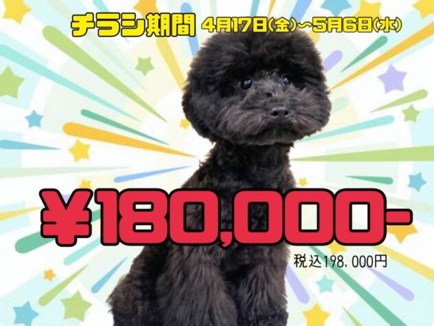 岡山県のトイプードル(トイ) (アミーゴ津山店/2025年12月4日生まれ/男の子/ブラック)の子犬