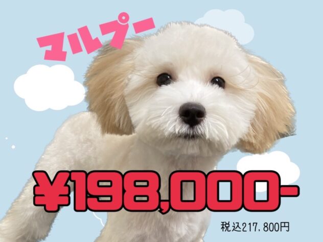 岡山県のハーフ犬・ミックス犬 (アミーゴ津山店/2025年12月5日生まれ/女の子/クリーム)の子犬