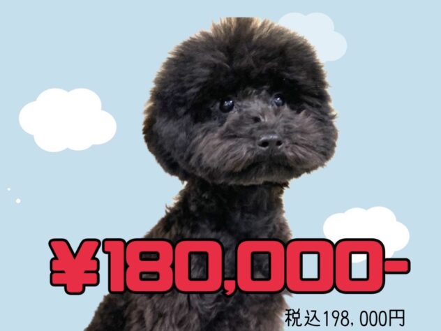 岡山県のトイプードル(トイ) (アミーゴ津山店/2025年12月4日生まれ/男の子/ブラック)の子犬
