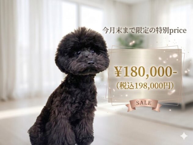 岡山県のトイプードル(トイ) (アミーゴ津山店/2025年12月4日生まれ/男の子/ブラック)の子犬の1枚目の画像