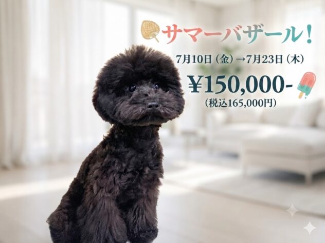 岡山県のトイプードル(トイ) (アミーゴ津山店/2025年12月4日生まれ/男の子/ブラック)の子犬の1枚目の画像