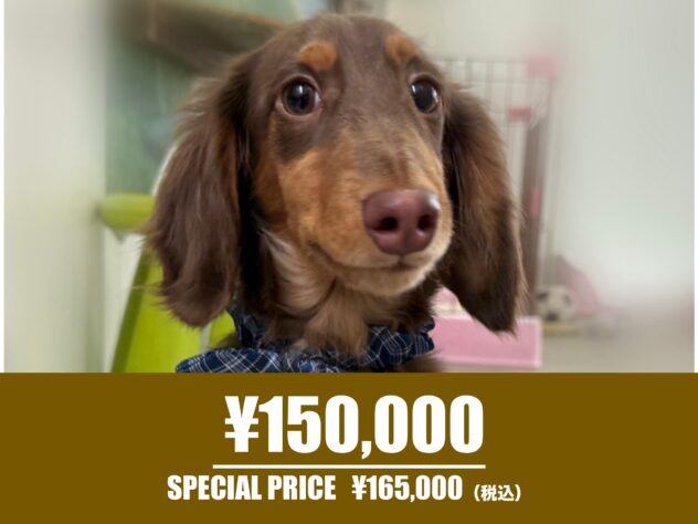 広島県のミニチュアダックスフンド(ロング) (アミーゴ東深津店/2025年5月25日生まれ/男の子/チョコレートタン)の子犬の1枚目の画像