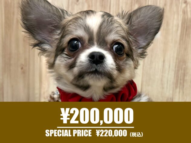 広島県のチワワ(ロング) (アミーゴ東深津店/2025年10月10日生まれ/女の子/フォーンホワイト)の子犬の1枚目の画像